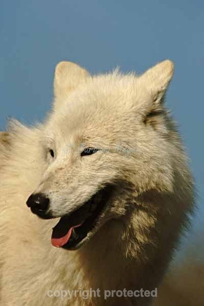 White Wolf - Saska (Woodside Wildlife Park) - Smaller Cats & Other Wildlife - Wolves