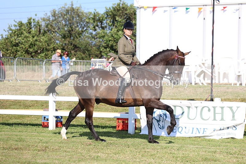 3E7A5321 - Class 2: Rising Star Large Hack/Riding Horse