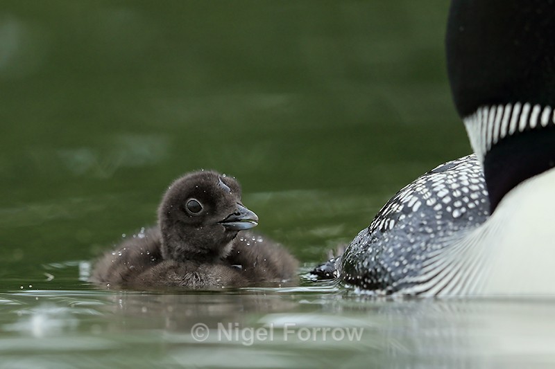 Common Loon chick alongside parent, Minnesota - Great Northern Diver