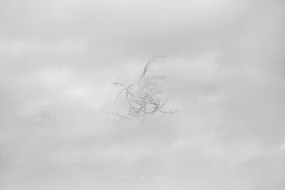 Flake - Revealed