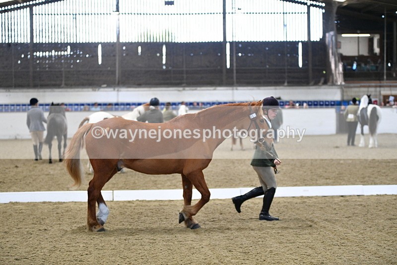 WJ5_3672 - Class 5 In Hand Veterans