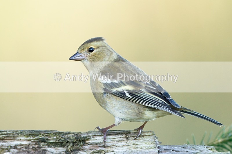 20121021-_MG_1019 - Chaffinch