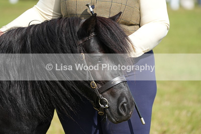 DSC05360 - Class 49: NPS Shetland 4 years and over