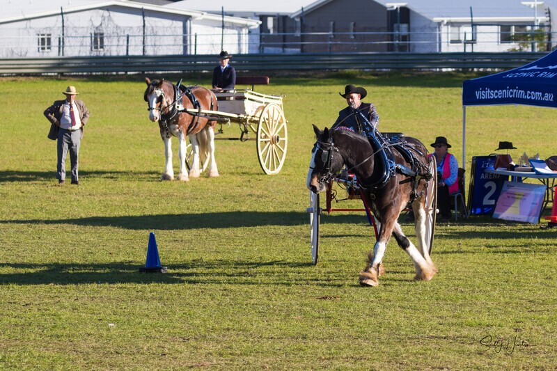 Harness Driving Challenge 4. 0A3A9637 - 2025 Senic Rim Clydesdale Spectacular