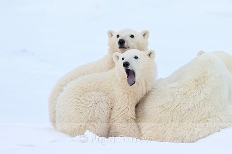Polar Bear cub yawning, Churchill, Canada - Polar Bear