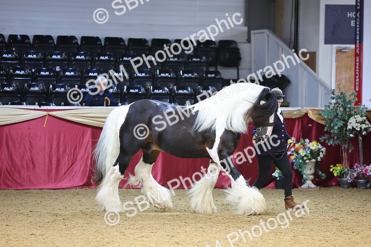 SBM_22679 - Class 903 - Supreme Final - IH Pre Vet