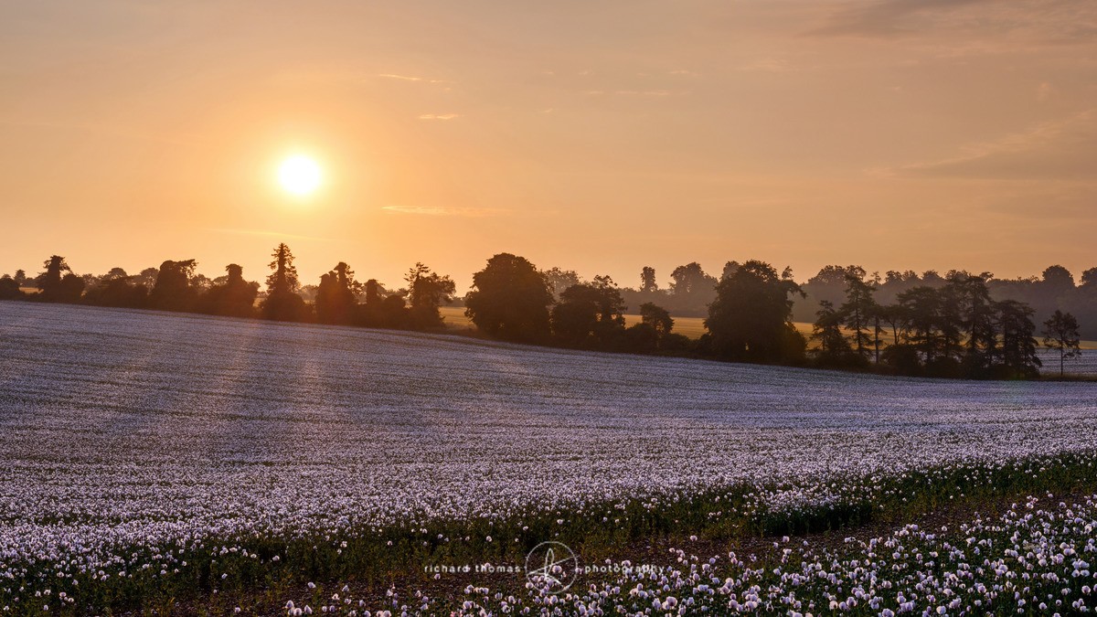 White poppy field sunrise - Wider view