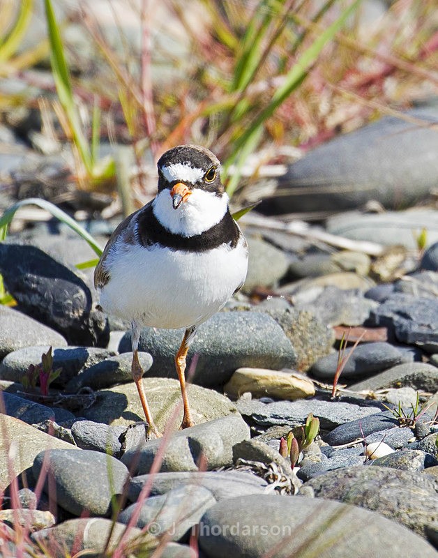  - Shorebirds