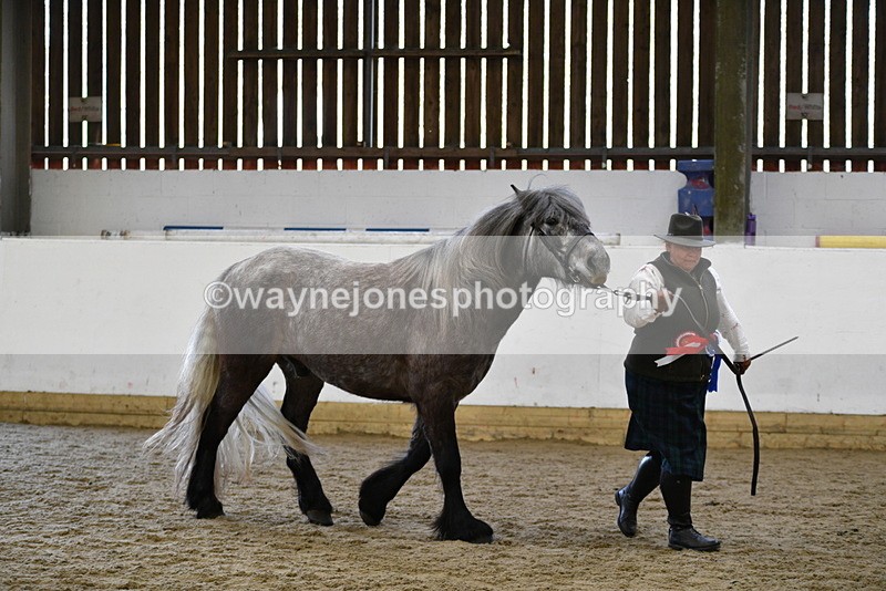 WJ5_5673 - Morning in hand Championship