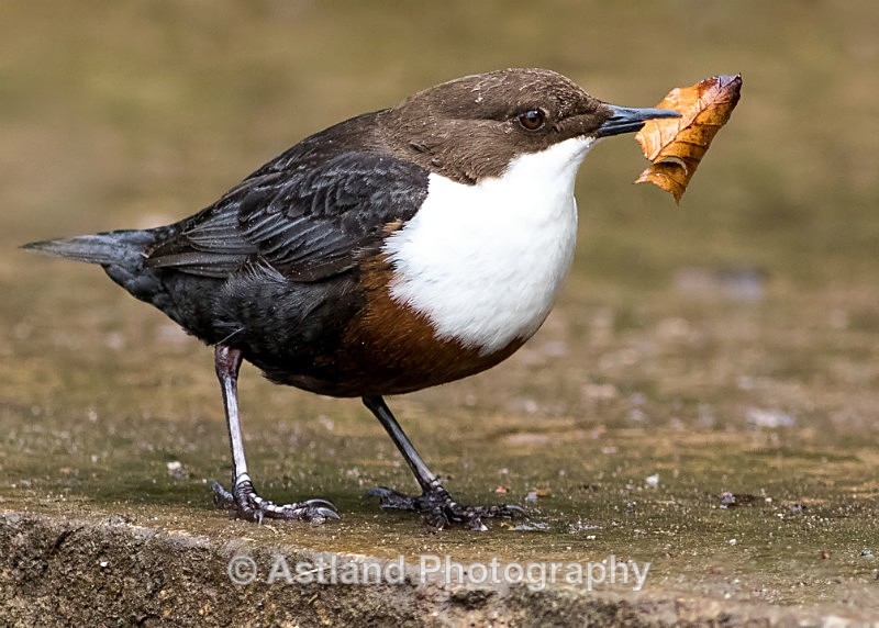 Astland Photography, Bird and Wildlife Images, Susan and Peter Wilson, U.K.
