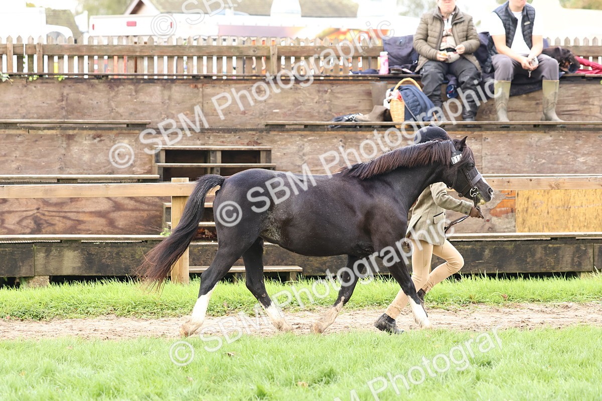 SBM_39467 - S24 - Young Veteran In Hand