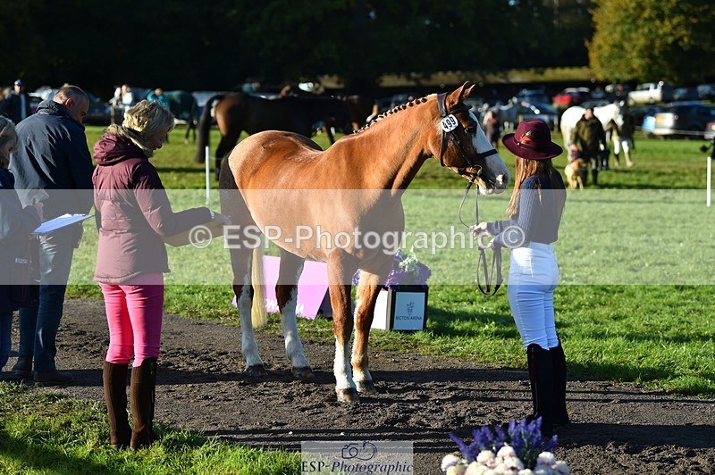 231022-093930-21949 - 499-GORFELYN.PETER.THE.GREAT-Charlotte.Bellamy-TrotUp+SJ