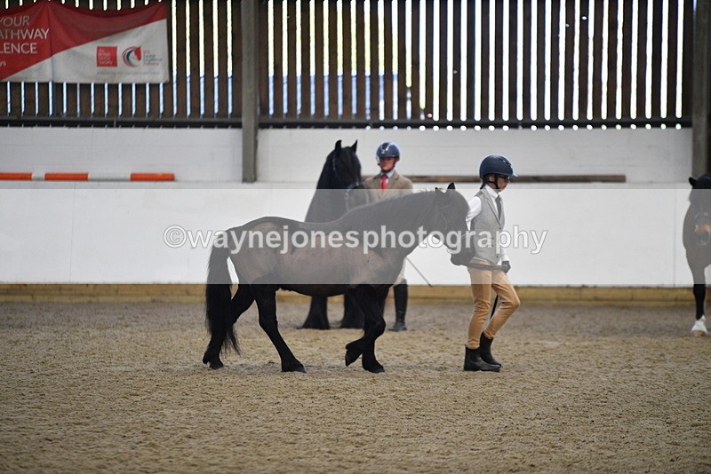 WJ5_4191 - Class 6 In hand M&M - Large Breeds