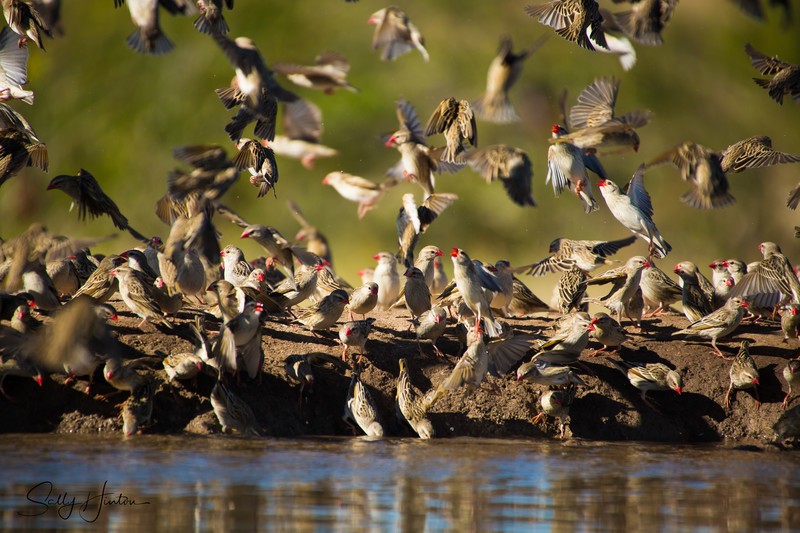 Red-billed Quelea Drinking