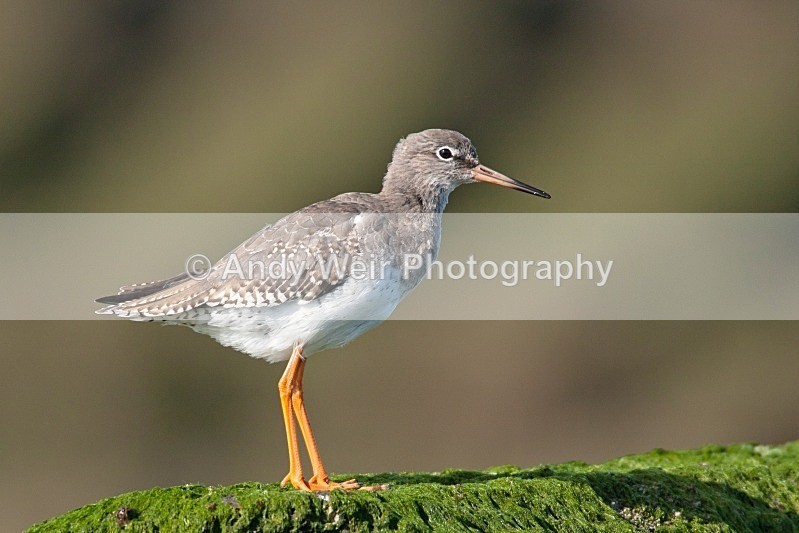 20080928-007 - Redshank