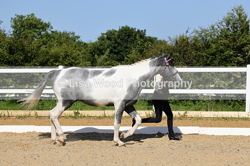 1X9A0739 - Class 4: Youngstock 1, 2, 3 year old to exceed 153cm