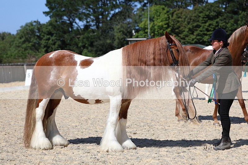 3E7A9919 - In Hand Championship