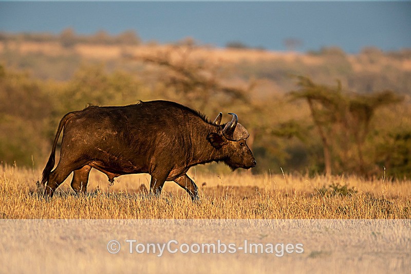 Cape Buffalo - Mara North ~ Other Mammals