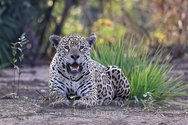 Female Jaguar Marcela, Corixo Negro, Mato Grosso, Brazil - Jaguar