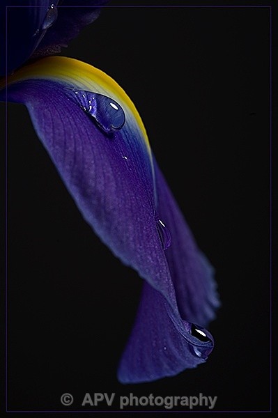  - Petals and Leaves