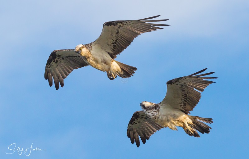 Osprey pair in flight 6