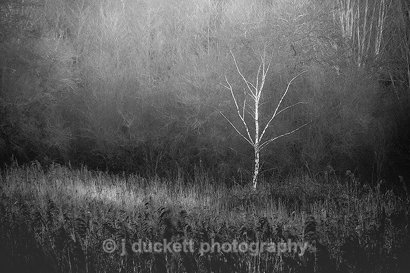 - White Tree in Woodland
