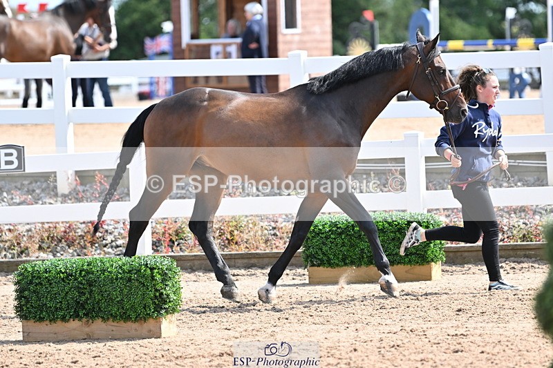240717A-153719-02923 - Trot Up 3pm to 4pm