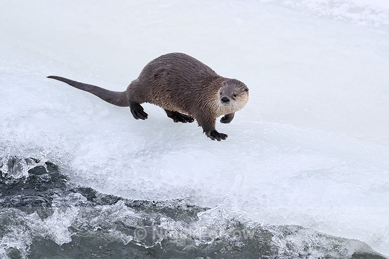 River Otter pauses and looks, Yellowstone River, Wyoming, USA - Otter