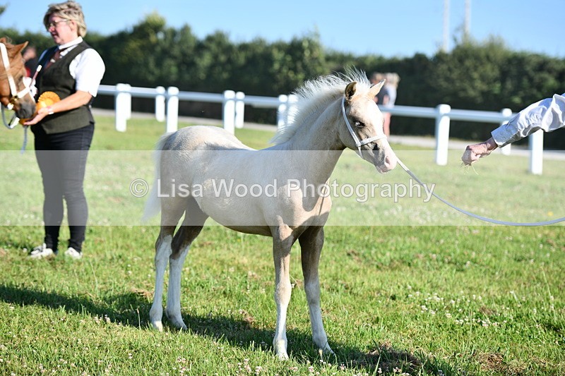 DSC_5307 - Classes 47 & 48: NPS M&M Brood Mare and Foal