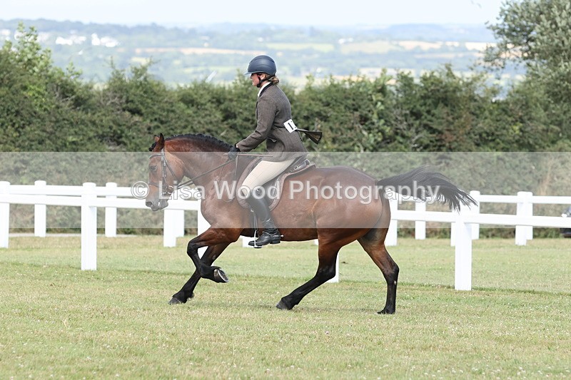 JPP_2412 - Class 19: Working Hunter 60cm