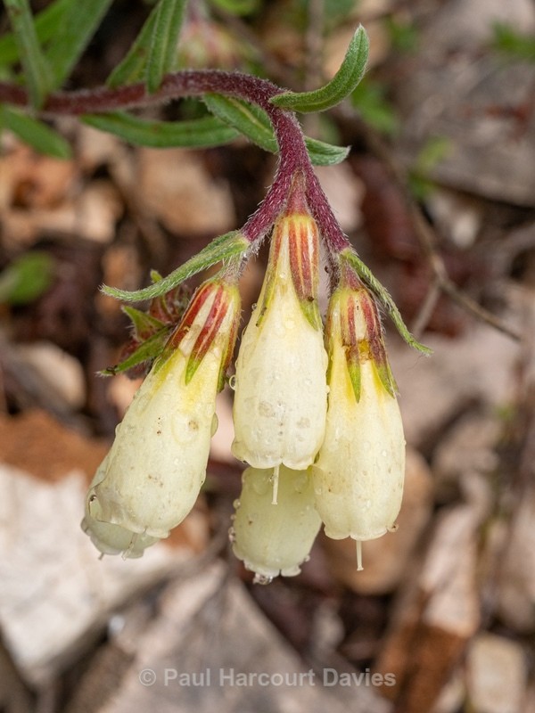 Golden drop (Onosma echioides) - Wild Flowers - 2