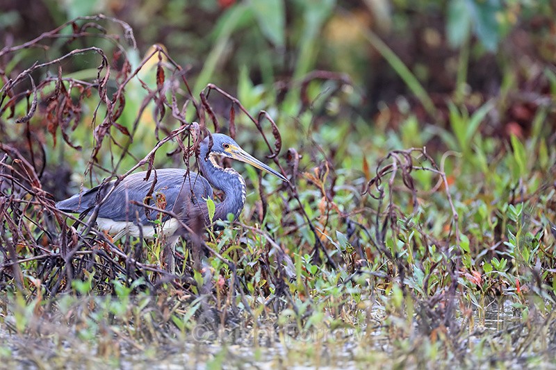 Tricolored Heron looking for food, Harns Marsh, Florida - Tricolored Heron