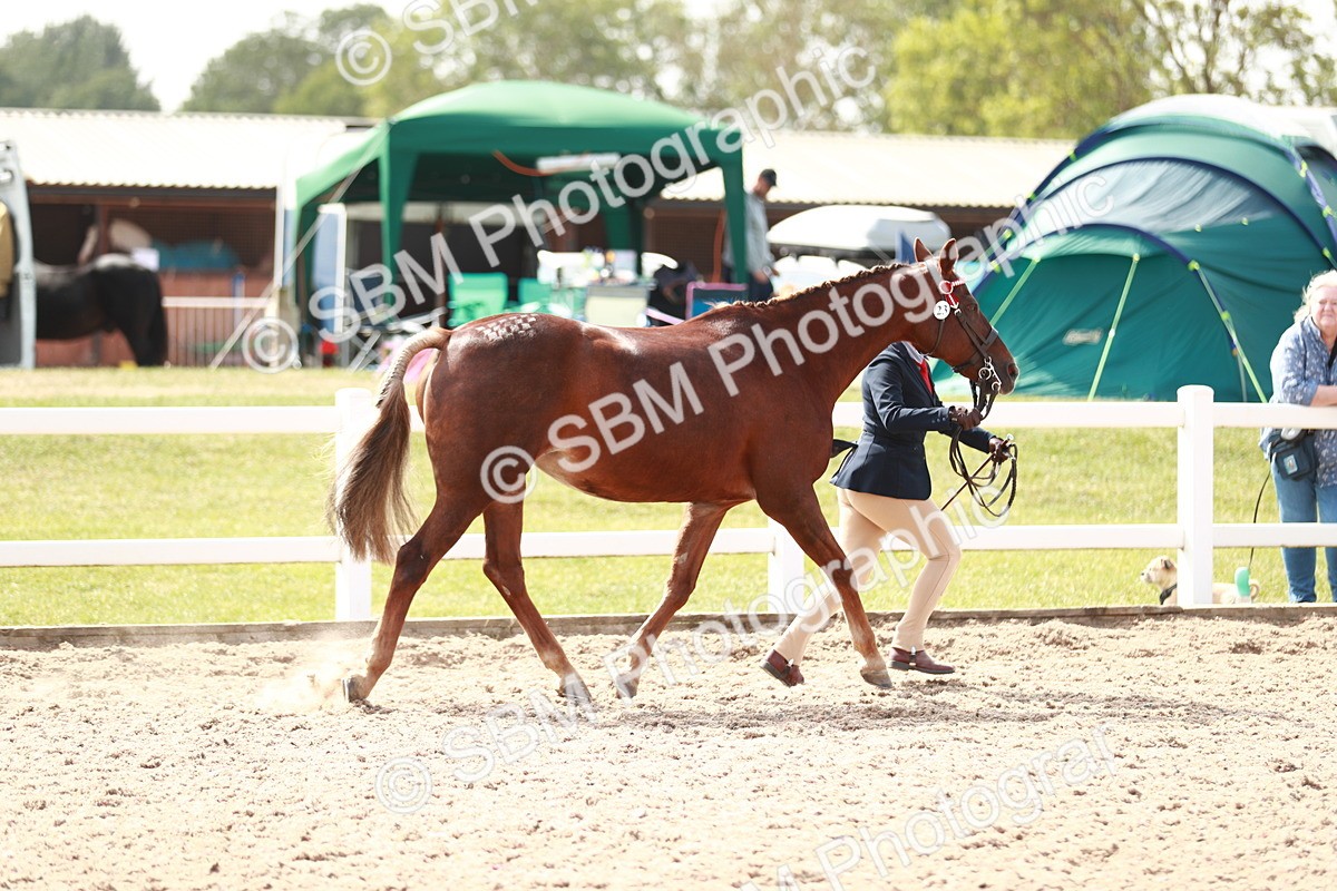 SBM_13857 - Class 209 IH Veteran Pony