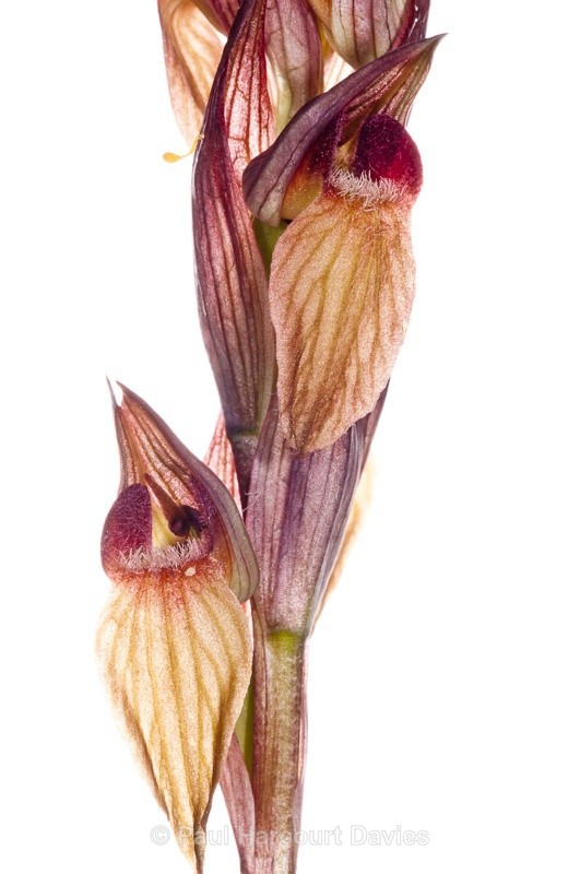  - WB: Orchids - Various