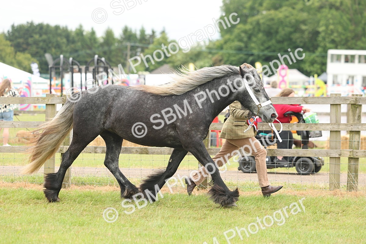 SBM_05057 - Class 50-57 - M&M Welsh Pony In Hand