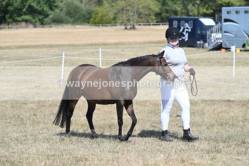 WJ7_1152 - Class 41 Prettiest Mare