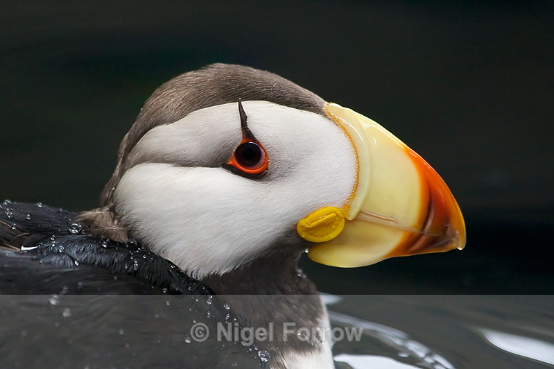 Close-up of a Horned Puffin at the Alaska Sealife Centre - Horned Puffin