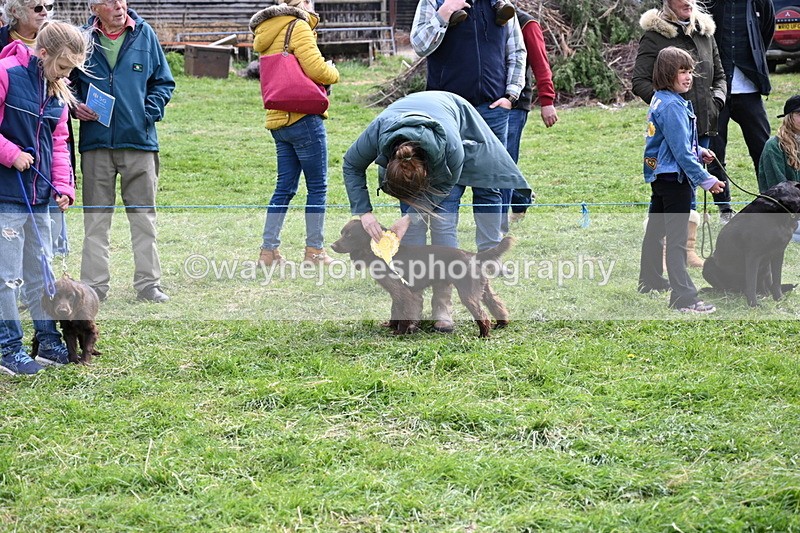 WJ6_9113 - Class 8 Best Working / Gun Dog or Bitch