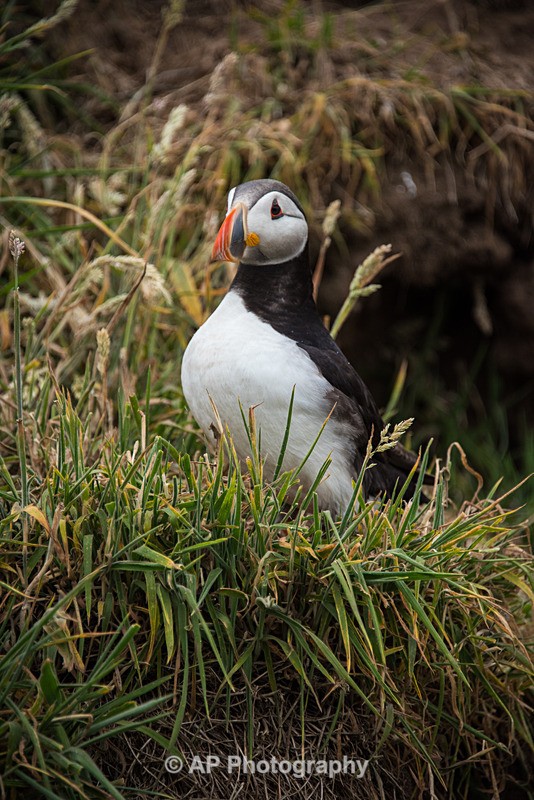 ACP_9751-1 - Puffins on Skomer Island