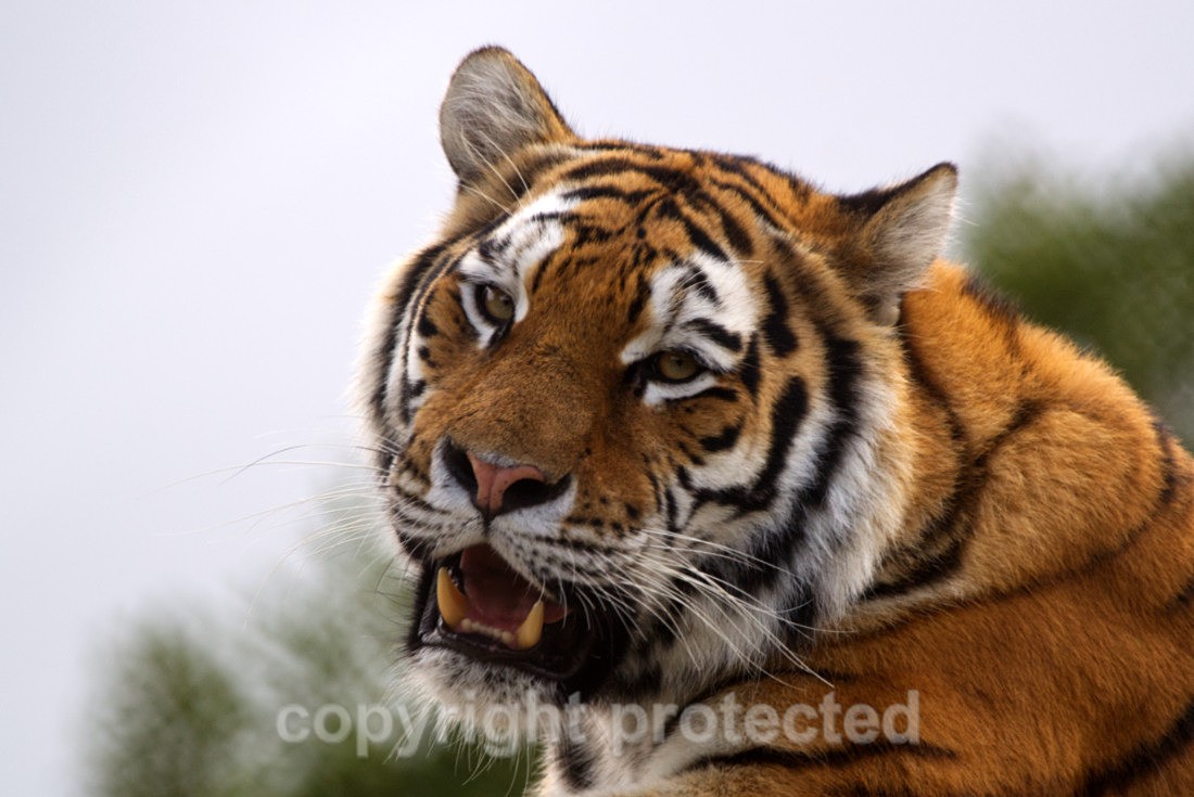 Tatana - Wildlife Vets International