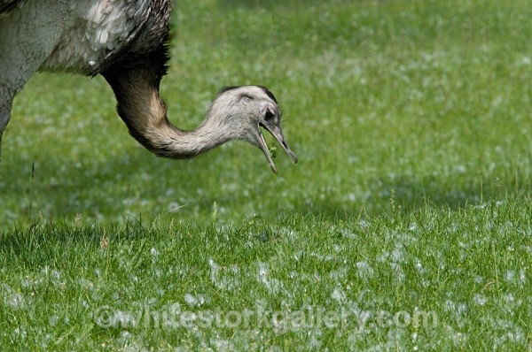 Ostrich - Wildlife and Animals