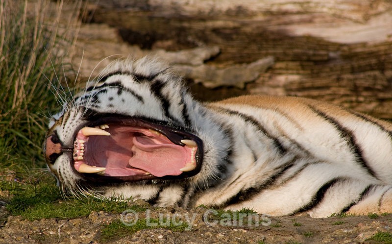  - Big Cats