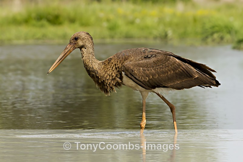 Black Stork  (juv) - Egret & Stork Hide