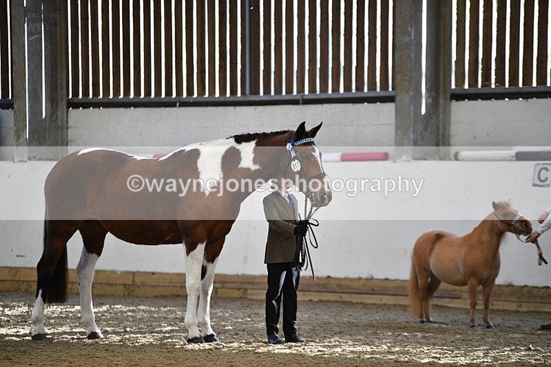 WJ5_3926 - Class 5 In Hand Veterans