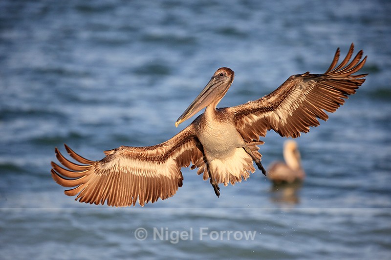 Brown Pelican wings spread, Sanibel Island, Florida - Brown Pelican