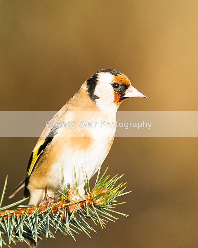 20130105-_MG_1954 - Goldfinch
