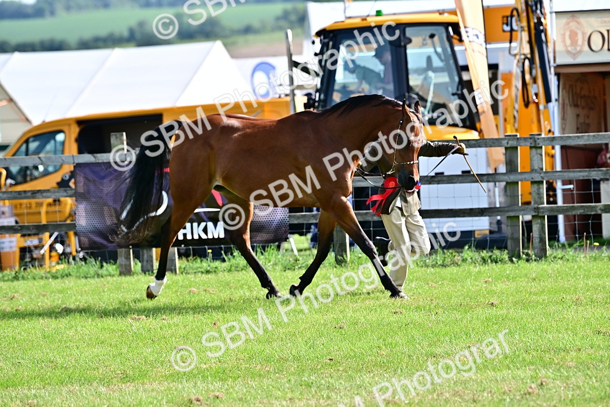 SBM_01067 - Class 46-49 - Arab and Part Bed-Anglo Arab In Hand