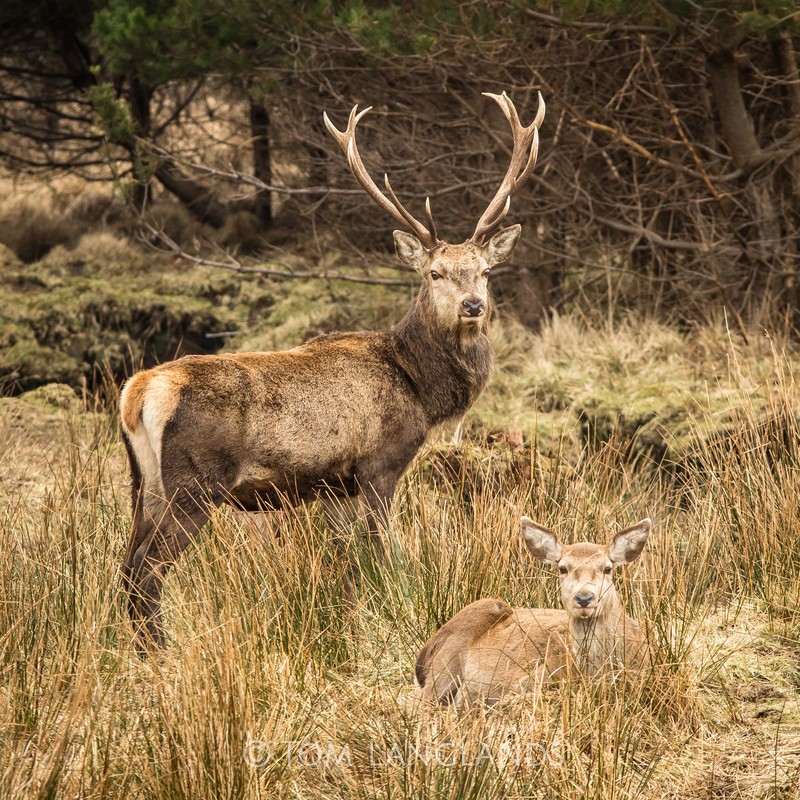 Red Deer - Deer