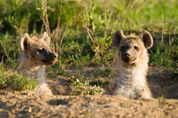 Hyaena Nairobi National Park, Kenya