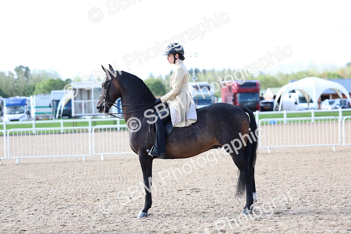 SBM_09149 - Class 303 - Ridden Pure Bred Horse Pony